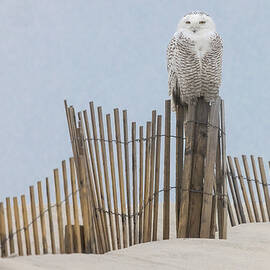 Snowy Owl On Snow Fence by Susan Candelario
