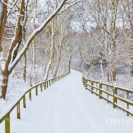 Snowy path through trees, Sherwood Forest, Nottingham, England by Neale And Judith Clark
