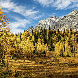 So Much Gold by Ursula Abresch