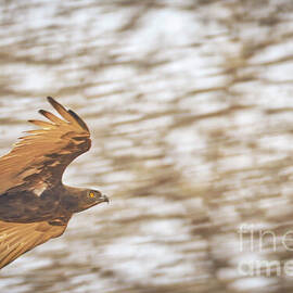 Soaring Brown Snake Eagle in Flight by Natural Focal Point Photography