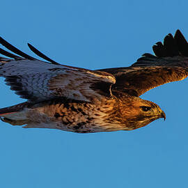 Soaring Free by Mike Lee