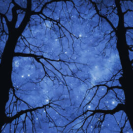 Sodalite by Moira Risen