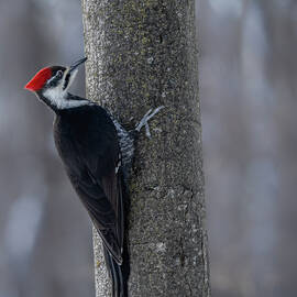 Soft and Soothing by James Overesch