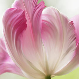 Soft Pink Tulip by Mary Jo Allen