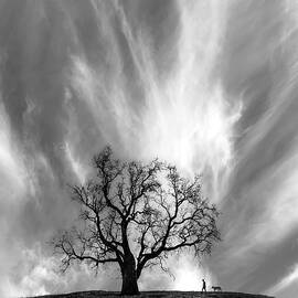 Solace by Sofie Conte