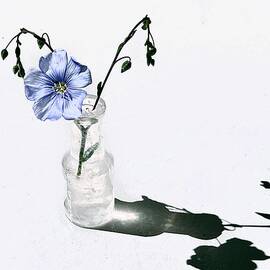 Solitary Blue Flax Flower in Glass Vase by Mary Lee Dereske