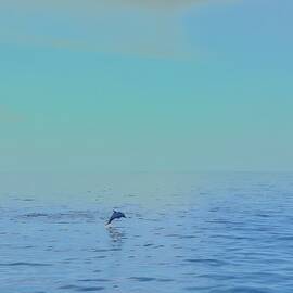 Solitary Dolphin at Sea by Bruce Block