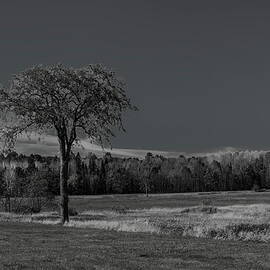 Solitary Fall Tree BW by Dale Kauzlaric