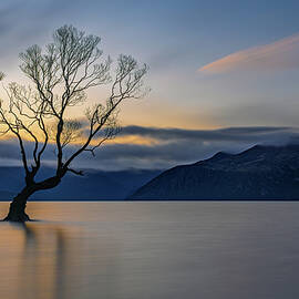 Solitary Tree at Sunset by Richard DeYoung