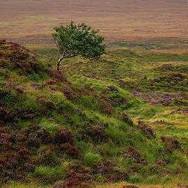 Solitude in Heather by Kevin Schwalbe
