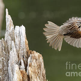 Song Sparrow Flight by Natural Focal Point Photography