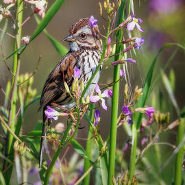 Song Sparrow in Spring by Joe Fisher