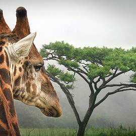 South African Giraffe by Rebecca Herranen