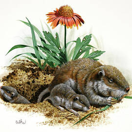 Southeastern Pocket Gopher by Don Balke