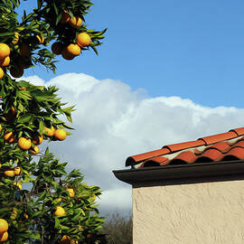 Southern California Winter 2020 by Joe Schofield