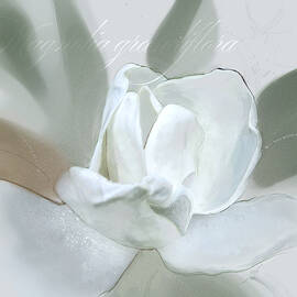 Southern Magnolia  by Gina Harrison