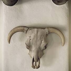 Southwestern Weathered Cow Skull  by Mary Lee Dereske