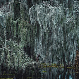 Spanish Moss in Swamp 2 - Lake Martin, Louisiana by Abbie Matthews