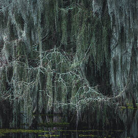 Spanish Moss in Swamp 3 - Lake Martin, Louisiana by Abbie Matthews