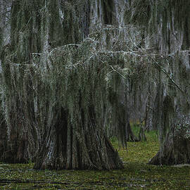 Spanish Moss in Swamp 4 - Lake Martin, Louisiana by Abbie Matthews