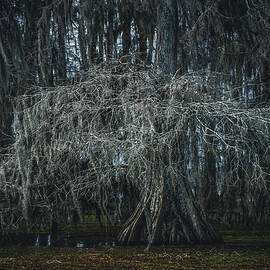 Spanish Moss in Swamp - Lake Martin, Louisiana by Abbie Matthews