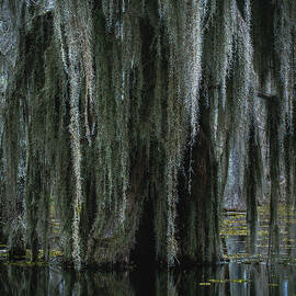 Spanish Moss in Swamp - Lake Martin, Louisiana - Vertical by Abbie Matthews