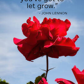 Spanish Red Rose with a love quote by Tatiana Travelways