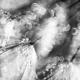 Sparkle Dance by Ursula Abresch