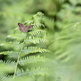 Speckled Wood Butterfly  by Shirley Mitchell