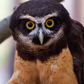 Spectacled owl by Flees Photos
