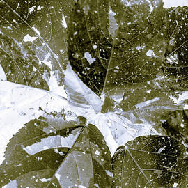 Spectral  by Jorgo Photography