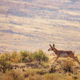 Speed Goat by Mike Lee