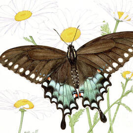 Spicebush Swallowtail Butterfly And Field Daisy by Linda K Powell