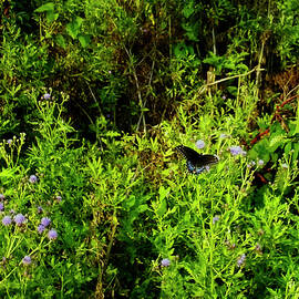spicebush swallowtail in thistles by Flees Photos