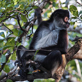 Spider Monkey, Belize jungle by Tatiana Travelways