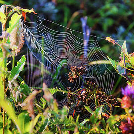 Spider web in sunlight by Tatiana Travelways