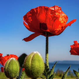 Spingtime Poppies Edmonds Washington by Tommy Farnsworth