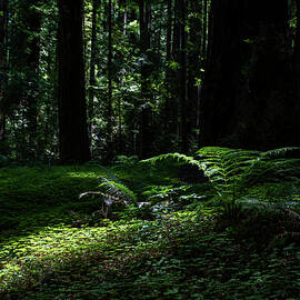 Splash of Light by Matt Halvorson
