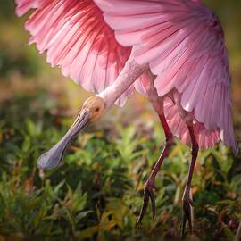 Spoonbill In Flight by Rebecca Herranen