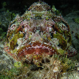 Spotted Scorpionfish by Brian Weber