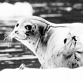 Spotted Seal Resting on Ice Floe - Black and White by Dmr Filho