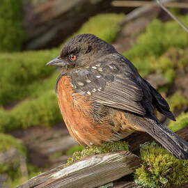 Spotted Towhee Perched on Moss by Nancy Gleason