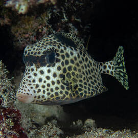 Spotted Trunkfish by Brian Weber