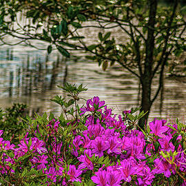 Spring at Middleton Plantation by Louis Dallara