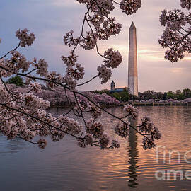 Spring Awakens in Washington D.C. by Dodie Ross