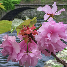 Spring Blossom Garden on the Bridge by Veterans Aerial Media LLC
