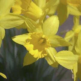 Spring Daffodils by Alison Frank