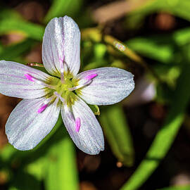 Spring Flowers by Louis Dallara
