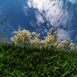 Spring time in the Pacific Northwest by Tommy Farnsworth