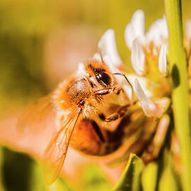 Spring worker by Jorgo Photography
